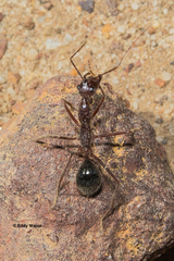 Camponotus johnclarki