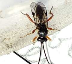 Ichneumonidae