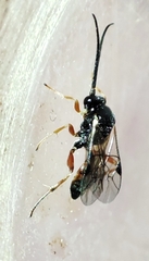 Ichneumonidae