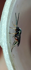 Ichneumonidae