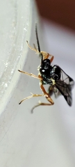 Ichneumonidae