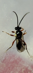 Ichneumonidae