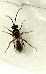 Ichneumonidae