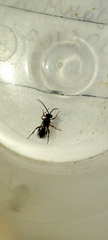 Ichneumonidae