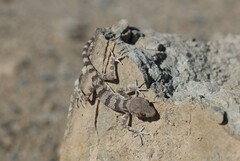 Tenuidactylus elongatus