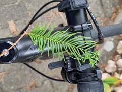 Metasequoia glyptostroboides