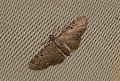 Eupithecia tripunctaria