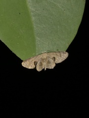 Phazaca leucocera
