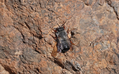 Megachile canescens