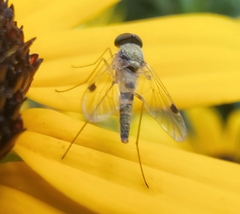 Chrysopilus modestus