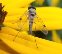 Chrysopilus modestus