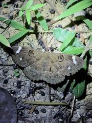 Erebus hieroglyphica