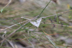 Evergestis sophialis