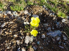 Papaver alpinum