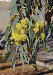 Eucalyptus woodwardii