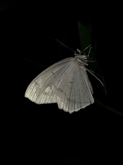 Pareumelea eugeniata