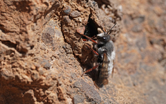 Megachile canescens