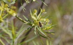 Chrysotoxum triarcuatum