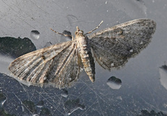 Eupithecia tripunctaria