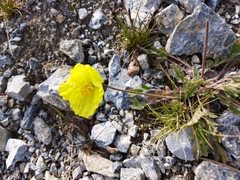 Papaver alpinum