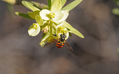 Chrysotoxum triarcuatum