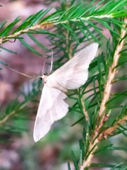 Idaea aversata