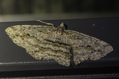 Didymoctenia exsuperata