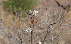 Euchloe grancanariensis