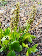 Lagotis integrifolia