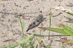 Oedipoda caerulescens