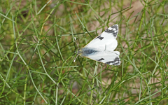 Euchloe grancanariensis