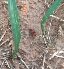 Pseudomethoca propinqua