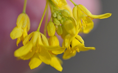 Euchloe grancanariensis