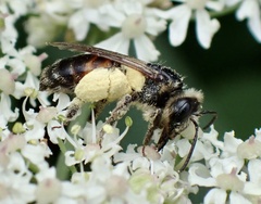 Andrena rosae