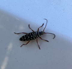 Placosternus crinicornis