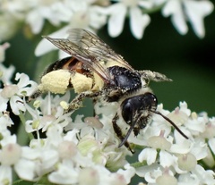 Andrena rosae