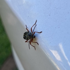 Placosternus crinicornis