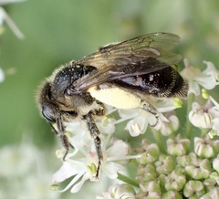 Andrena rosae
