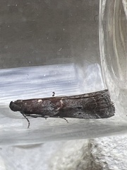 Acrobasis suavella