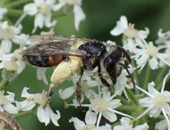 Andrena rosae