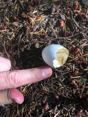 Patagioenas fasciata