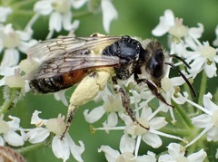 Andrena rosae