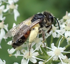 Andrena rosae