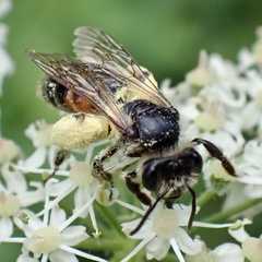 Andrena rosae