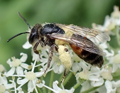 Andrena rosae