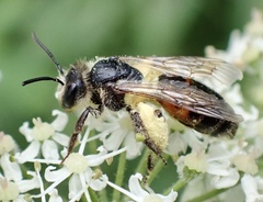 Andrena rosae