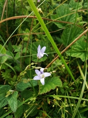 Campanula californica