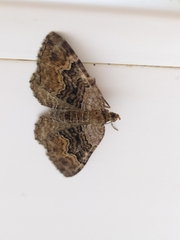 Xanthorhoe quadrifasiata