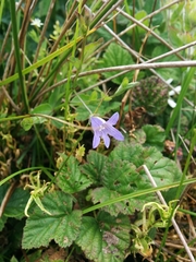 Campanula californica