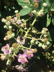 Candicantes